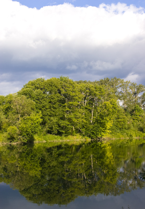 Trees Reflected In Water